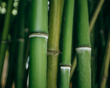 The age old question: Is bamboo a tree or grass?