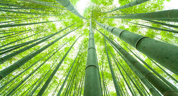 How fast does bamboo grow