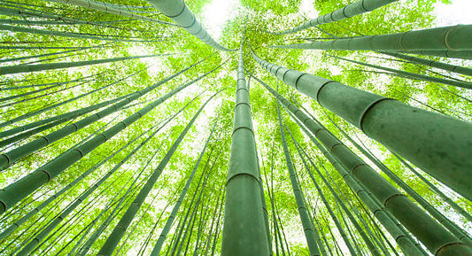 How fast does bamboo grow