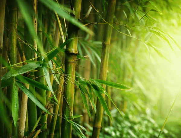 Pros and Cons of Bamboo Toilet Paper