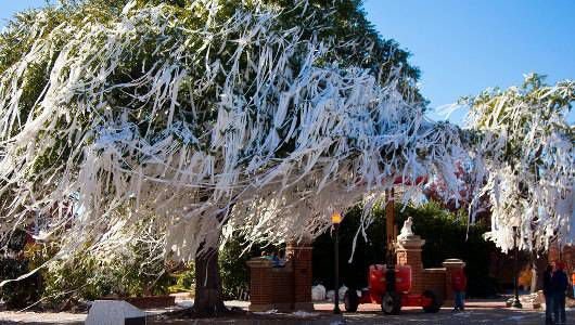 How many trees are cut down to make toilet paper